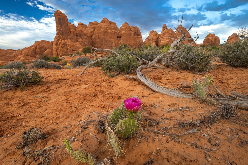 Sunset, Devils Garden, Arches National Park, Utah, USA. art print by Roddy Scheer for $57.95 CAD