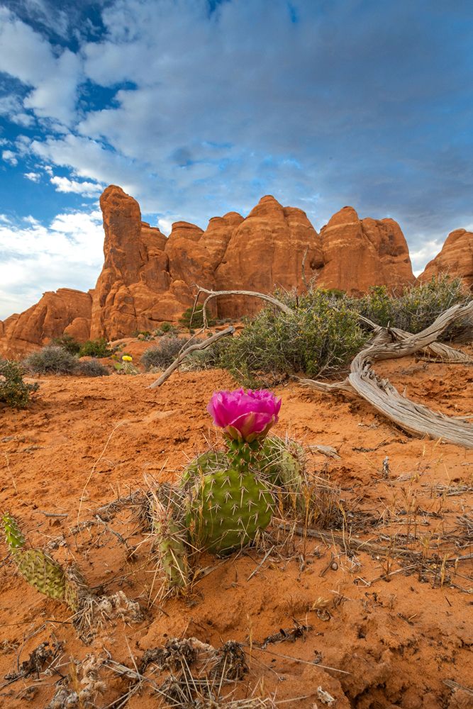 Sunset, Devils Garden, Arches National Park, Utah, USA. art print by Roddy Scheer for $57.95 CAD
