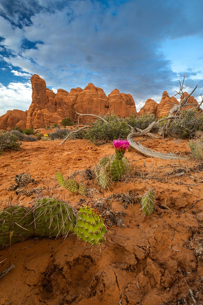 Sunset, Devils Garden, Arches National Park, Utah, USA. art print by Roddy Scheer for $57.95 CAD