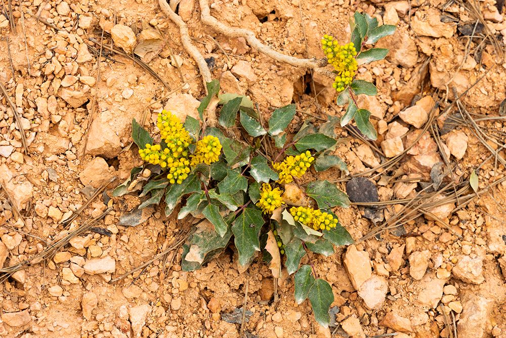 Creeping barberry. Bryce Canyon National Park, Utah, USA. art print by Roddy Scheer for $57.95 CAD