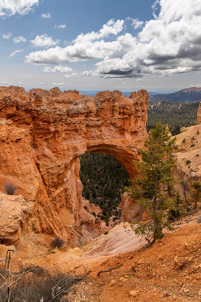 Natural Bridge, Bryce Canyon National Park, Utah, USA. art print by Roddy Scheer for $57.95 CAD