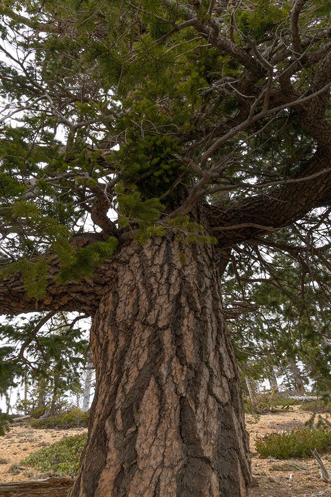 Douglas fir. Bristlecone Loop, Bryce Canyon National Park, Utah, USA. art print by Roddy Scheer for $57.95 CAD