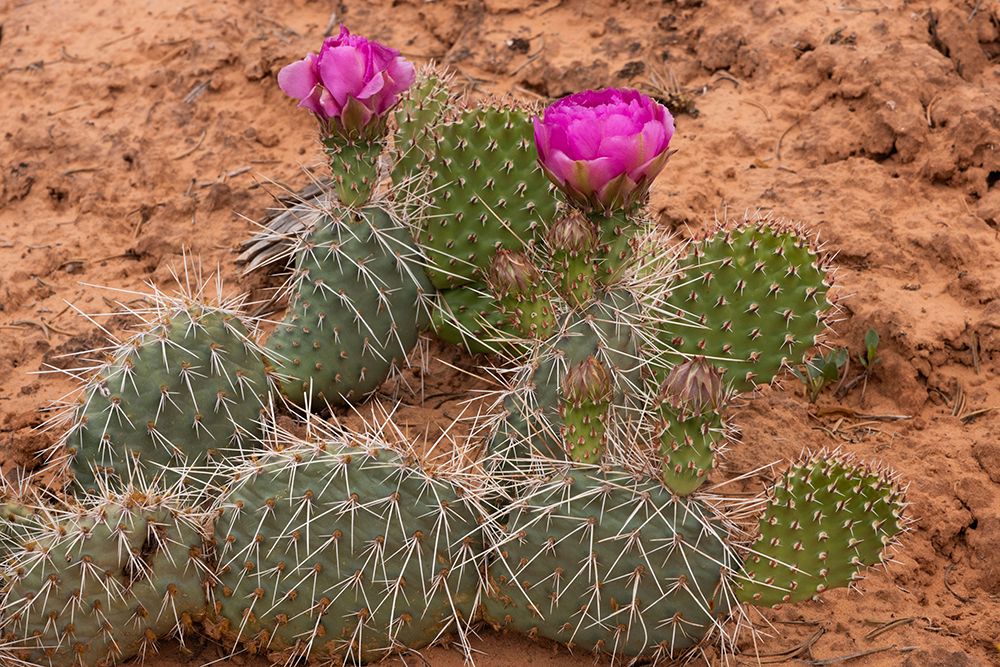 Starvation prickly pear cactus, Mesa Arch Trail, Canyonlands National Park, Utah, USA. art print by Roddy Scheer for $57.95 CAD