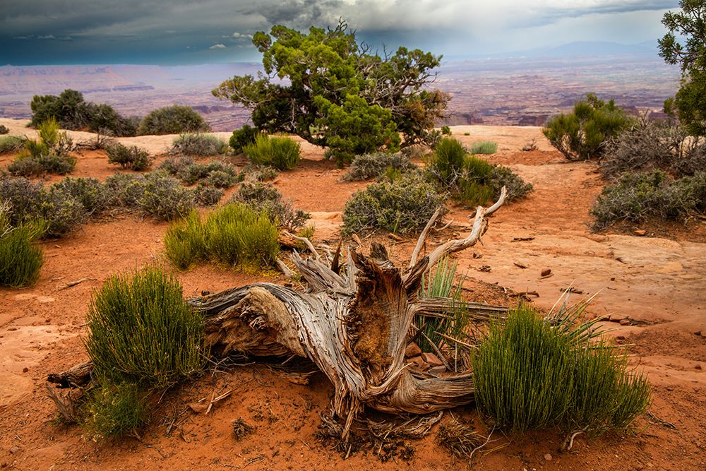 Green ephedra and Utah juniper, Grand View Point Trail, Canyonlands National Park, Utah, USA. art print by Roddy Scheer for $57.95 CAD