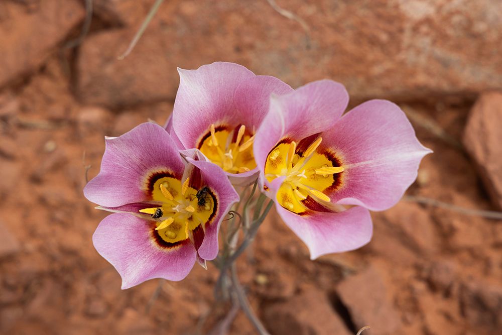 Sego lily, Upheaval Dome Trail, Canyonlands National Park, Utah, USA. art print by Roddy Scheer for $57.95 CAD