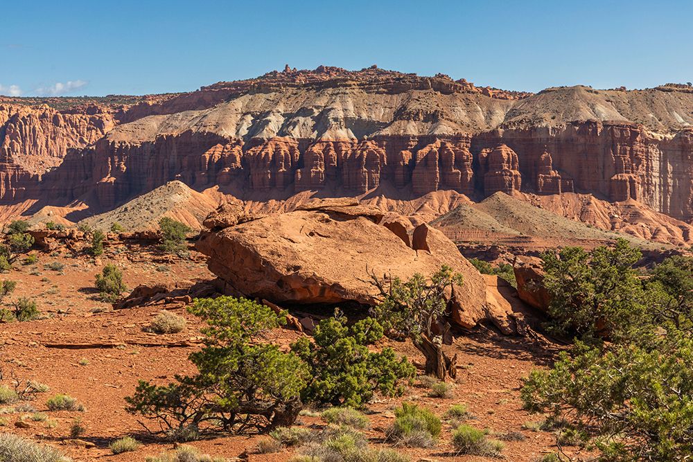 Pinyon pines and the Fluted Wall, Sunset Point, Capitol Reef National Park, Utah, USA. art print by Roddy Scheer for $57.95 CAD