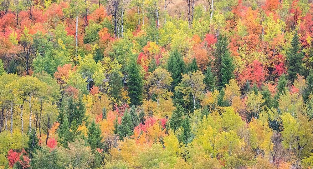 Utah-Logan Pass with Aspen and Maples in Fall Color art print by Sylvia Gulin for $57.95 CAD
