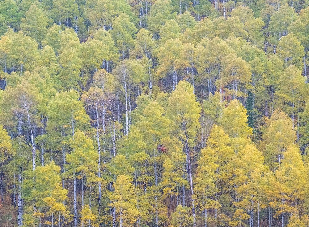 Utah-Logan Pass hillsides covered with Aspen grove in Fall Color art print by Sylvia Gulin for $57.95 CAD