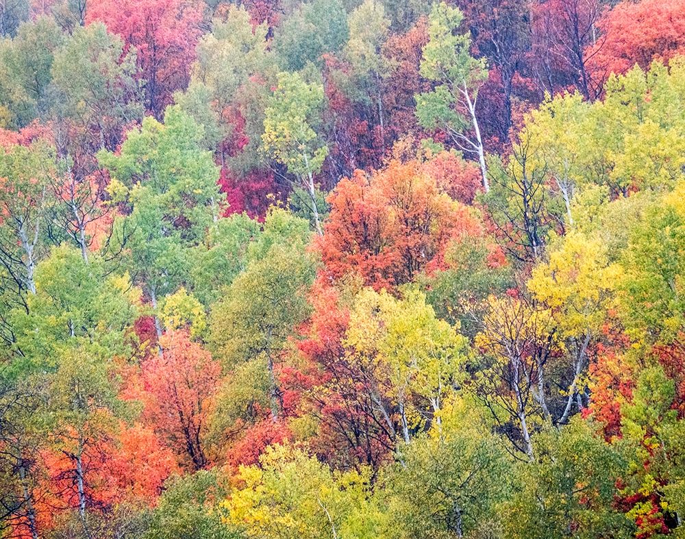 Utah-Logan Pass with Aspen and Maples in Fall Color art print by Sylvia Gulin for $57.95 CAD