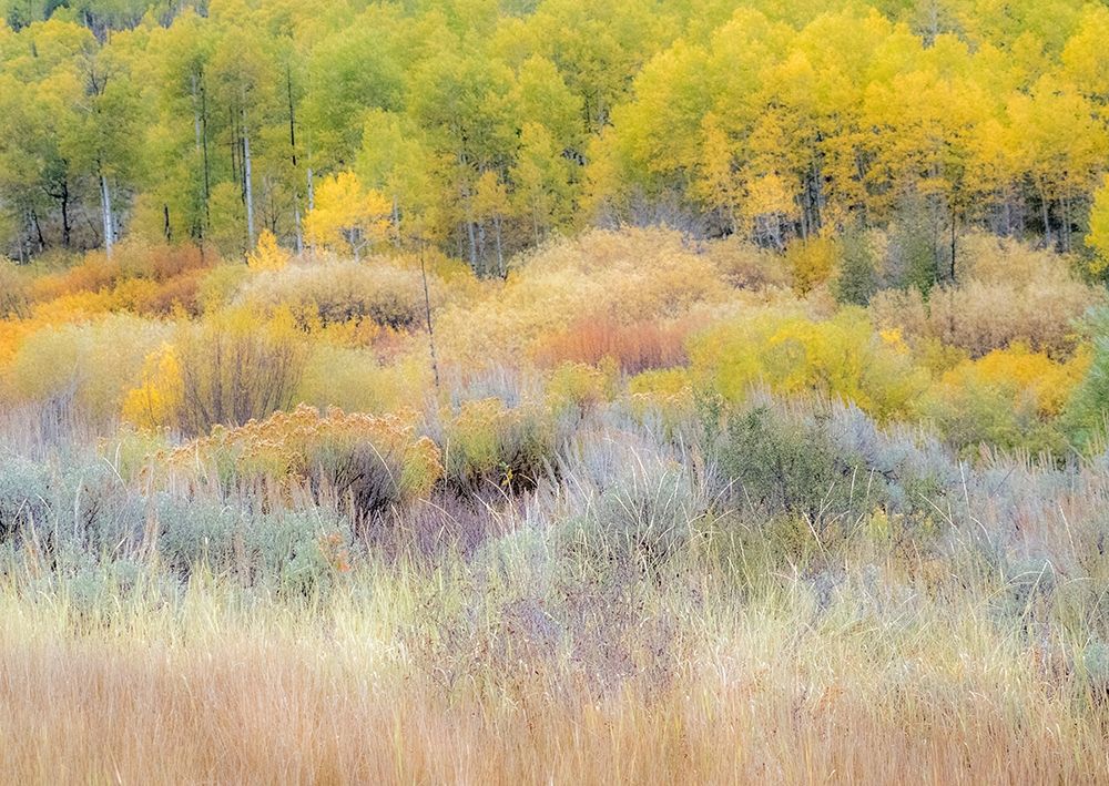 Utah-Logan Pass hillsides covered with Aspen grove in Fall Color art print by Sylvia Gulin for $57.95 CAD