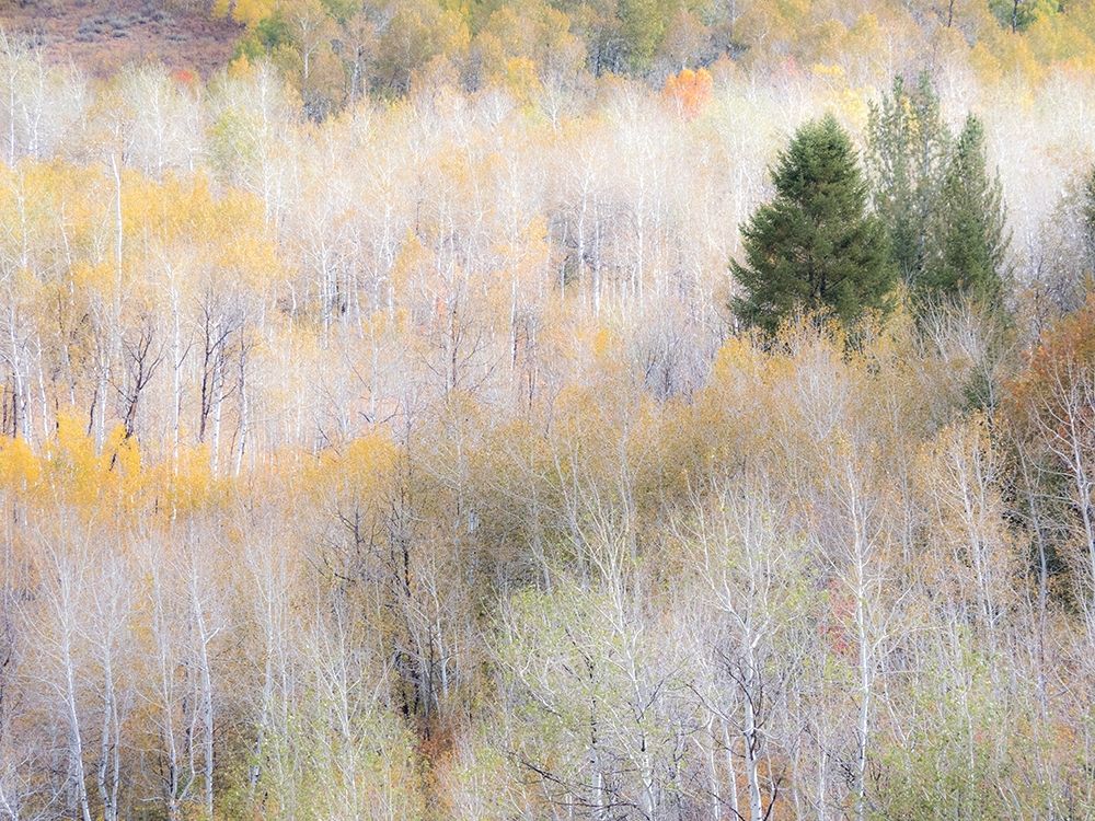 Utah-Logan Pass hillsides covered with Aspen grove in Fall Color art print by Sylvia Gulin for $57.95 CAD