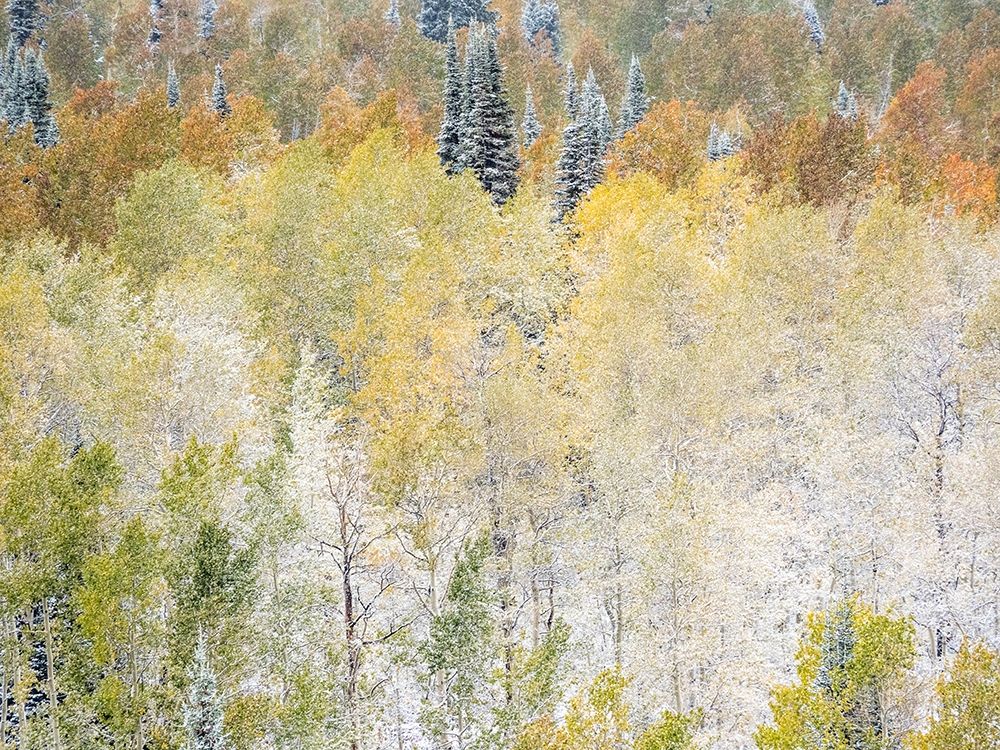 Utah-Wasatch Mountain Range fresh autumn snows-Aspens just off of Highway 39 and Curtis Creek Rd art print by Sylvia Gulin for $57.95 CAD