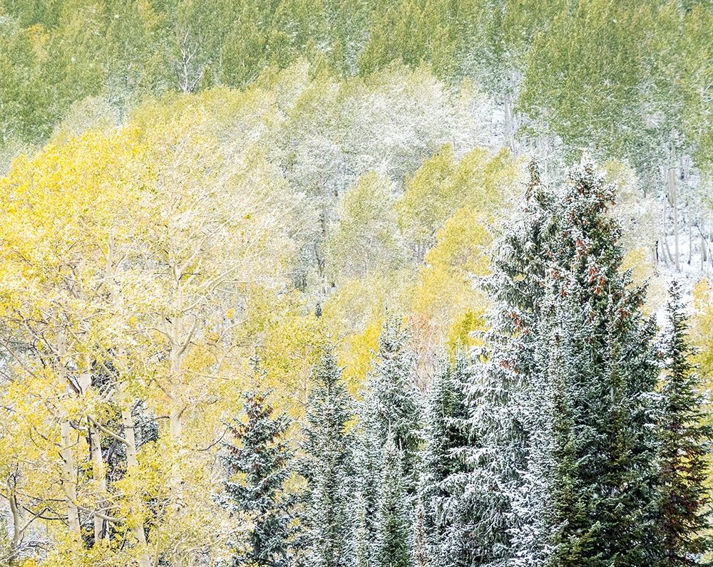 Utah-Wasatch Mountain Range fresh autumn snows-Aspens and Evergreens art print by Sylvia Gulin for $57.95 CAD