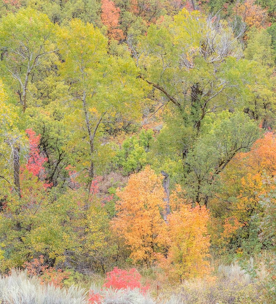 Utah Highway 39 heading west out of Wasatch Mountains with Autumn colors art print by Sylvia Gulin for $57.95 CAD