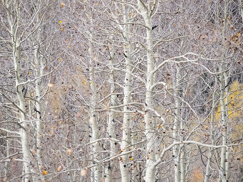 Utah-Wasatch Mountain Range Aspens just off of Highway 39 and Curtis Creek Rd art print by Sylvia Gulin for $57.95 CAD