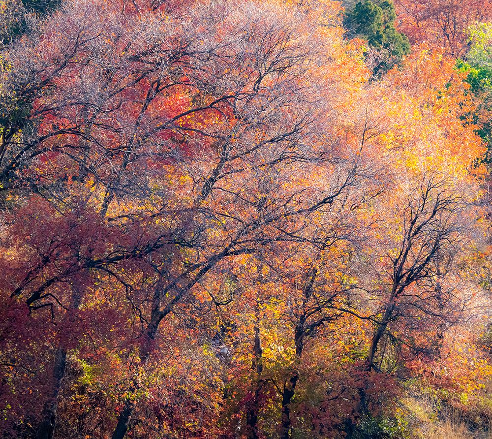 USA-Utah-east of Logan on highway 89 fall color on Canyon Maple art print by Sylvia Gulin for $57.95 CAD