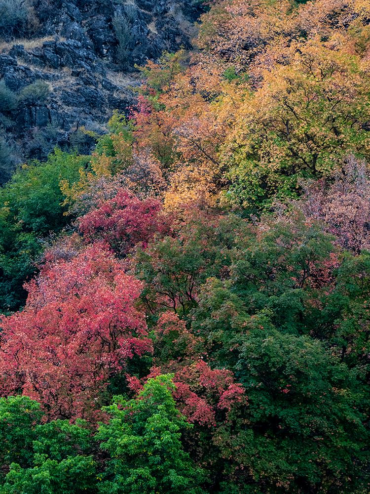 USA-Utah-east of Logan on highway 89 fall color on Canyon Maple art print by Sylvia Gulin for $57.95 CAD