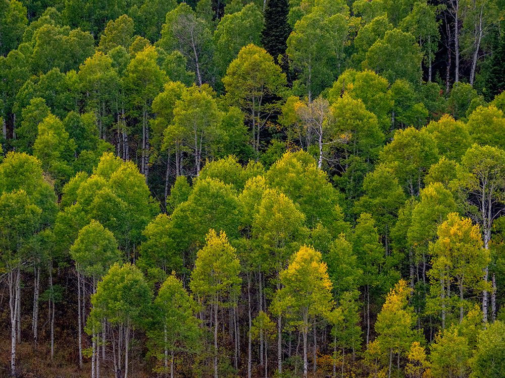 USA-Utah-east of Logan on highway 89 and Aspen Grove still green art print by Sylvia Gulin for $57.95 CAD