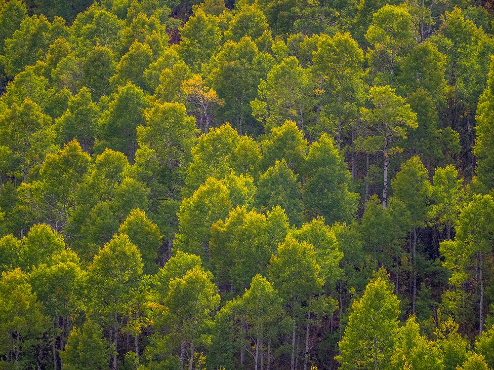 USA-Utah-east of Logan on highway 89 and Aspen Grove still green art print by Sylvia Gulin for $57.95 CAD