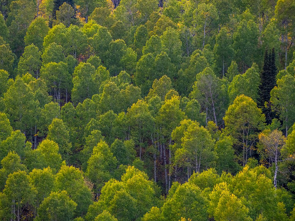 USA-Utah-east of Logan on highway 89 and Aspen Grove still green art print by Sylvia Gulin for $57.95 CAD