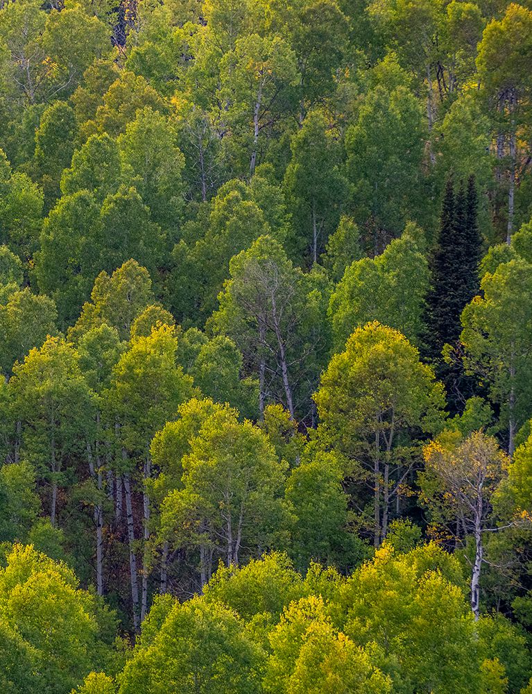 USA-Utah-east of Logan on highway 89 and Aspen Grove still green art print by Sylvia Gulin for $57.95 CAD