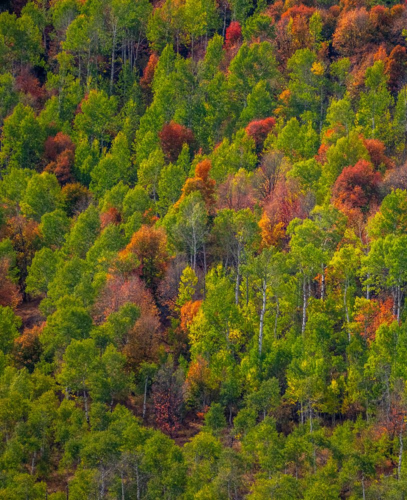 USA-Utah-east of Logan on highway 89 and Aspen Grove and Canyon Maple in autumn colors art print by Sylvia Gulin for $57.95 CAD