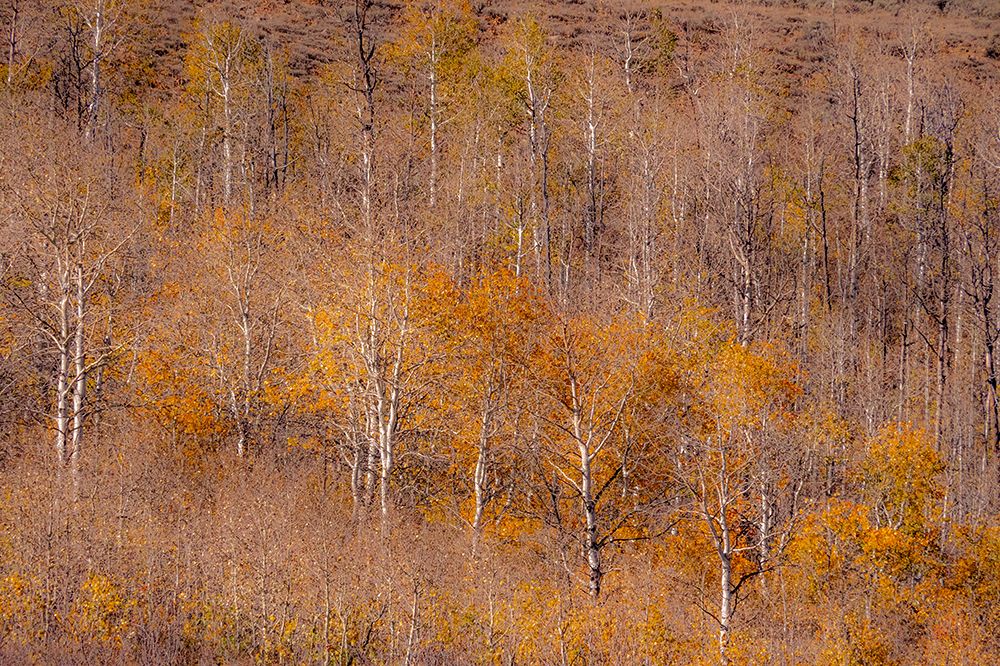USA-Utah-Woodruff aspen trees along highway 39 art print by Sylvia Gulin for $57.95 CAD