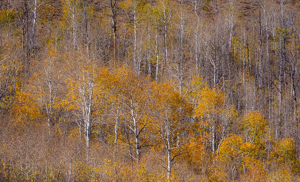 USA-Utah-Woodruff aspen trees along highway 39 art print by Sylvia Gulin for $57.95 CAD