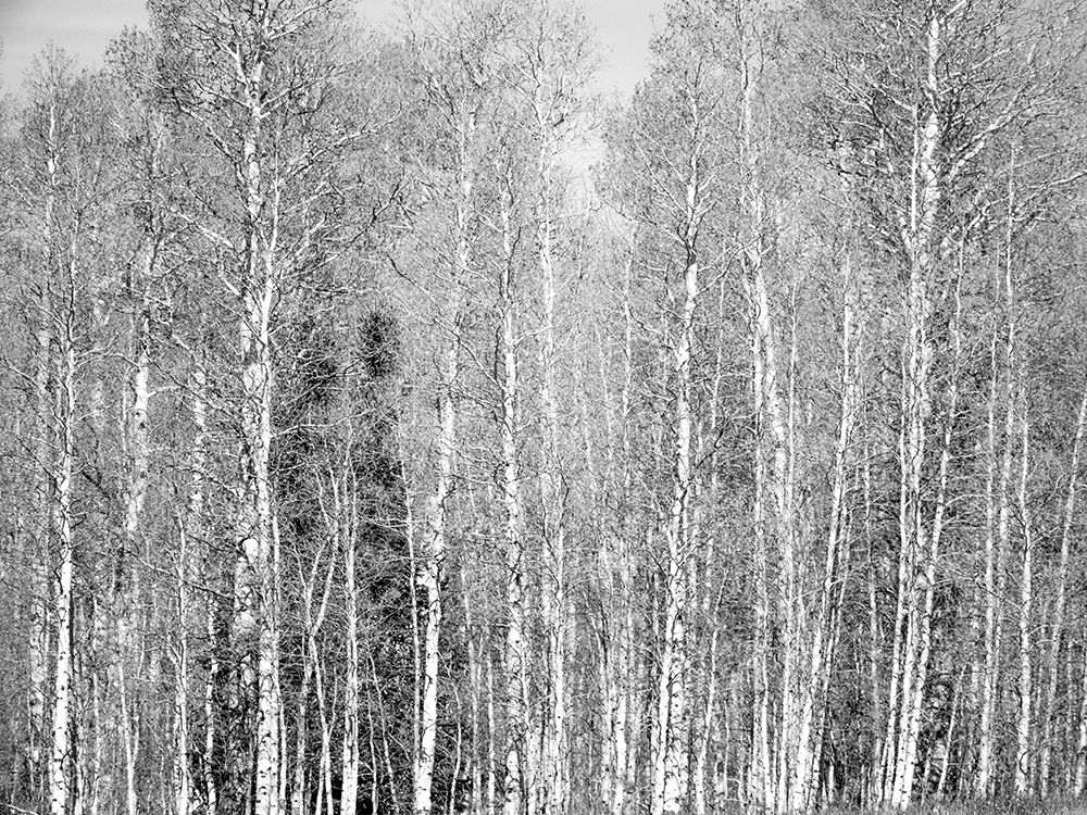 USA-Utah-Woodruff aspen trees along highway 39 art print by Sylvia Gulin for $57.95 CAD