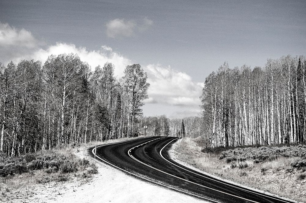 USA-Utah-west of Woodruff aspen trees along highway 39 art print by Sylvia Gulin for $57.95 CAD