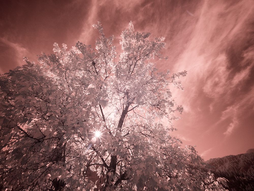 USA-Utah-Infrared of the Logan Pass area art print by Terry Eggers for $57.95 CAD