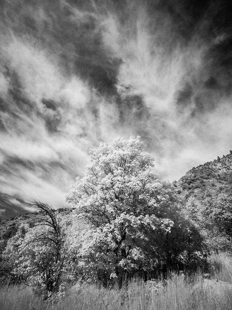 USA-Utah-Infrared of the Logan Pass area and lone tree art print by Terry Eggers for $57.95 CAD