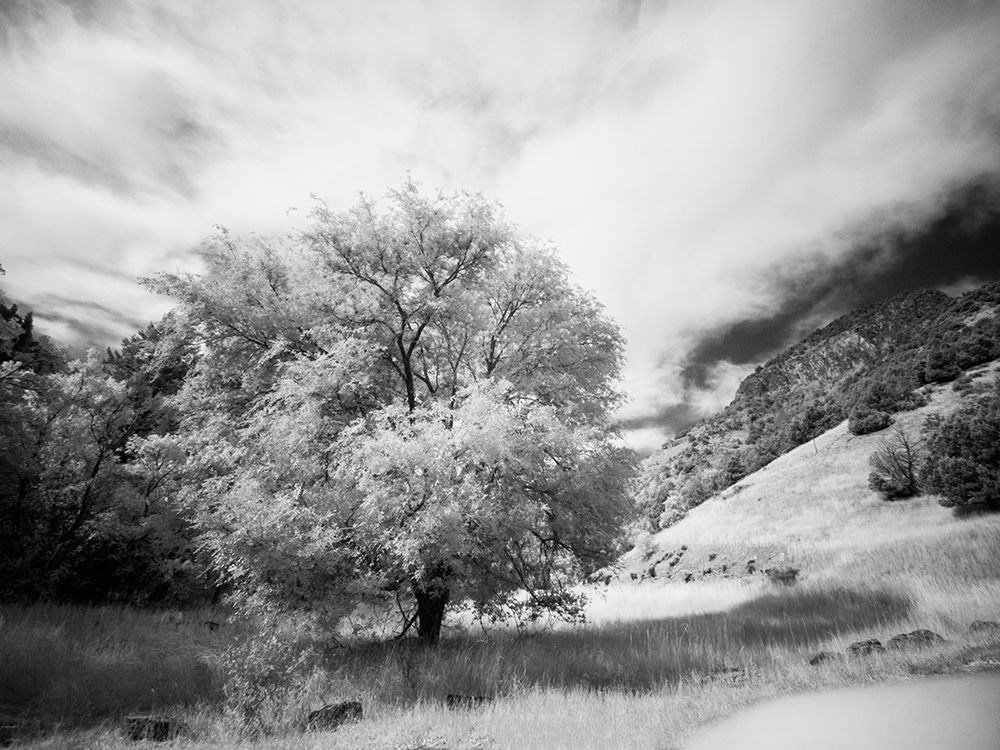 USA-Utah-Infrared of the Logan Pass area and lone tree art print by Terry Eggers for $57.95 CAD