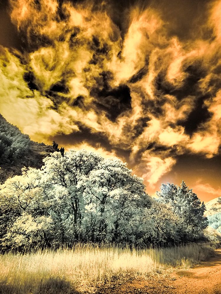 USA-Utah-Infrared of the Logan Pass area and lone tree art print by Terry Eggers for $57.95 CAD