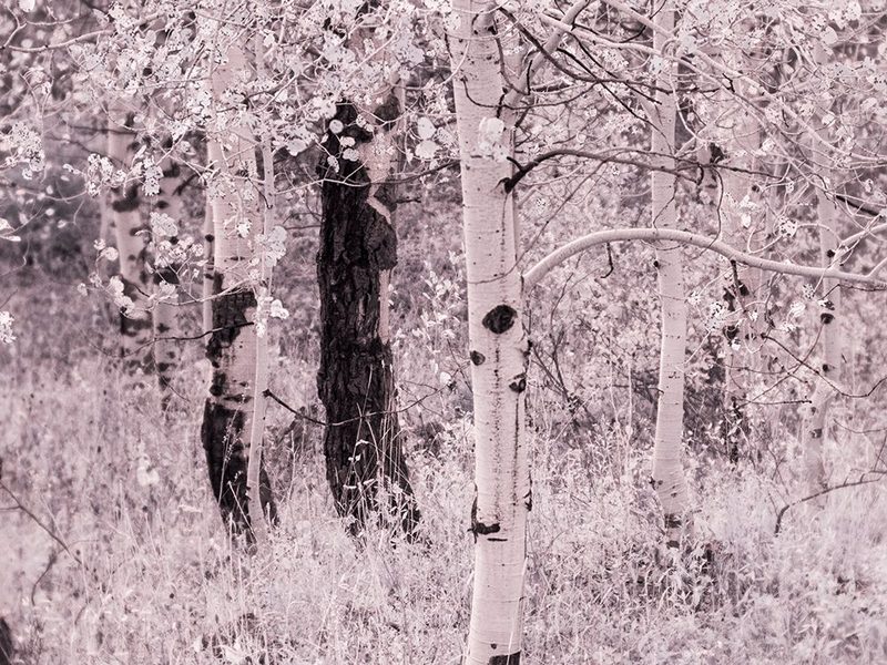 USA-Utah-Aspen Grove in infrared of the Logan Pass area art print by Terry Eggers for $57.95 CAD