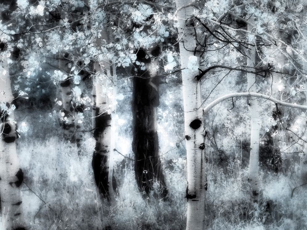 USA-Utah-Aspen Grove in infrared of the Logan Pass area art print by Terry Eggers for $57.95 CAD