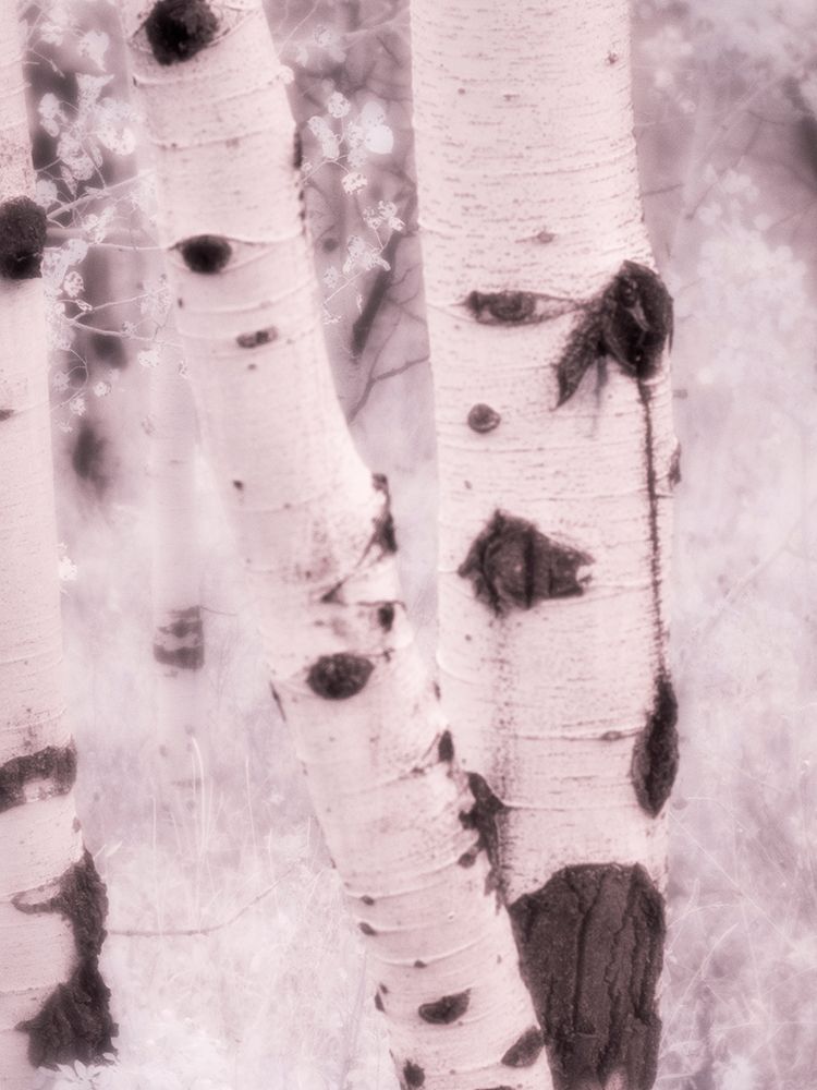 USA-Utah-Aspen Grove in infrared of the Logan Pass area art print by Terry Eggers for $57.95 CAD