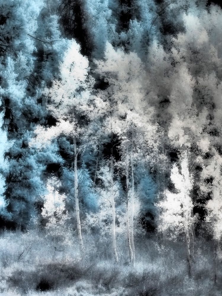 USA-Utah-Aspen Grove in infrared of the Logan Pass area art print by Terry Eggers for $57.95 CAD