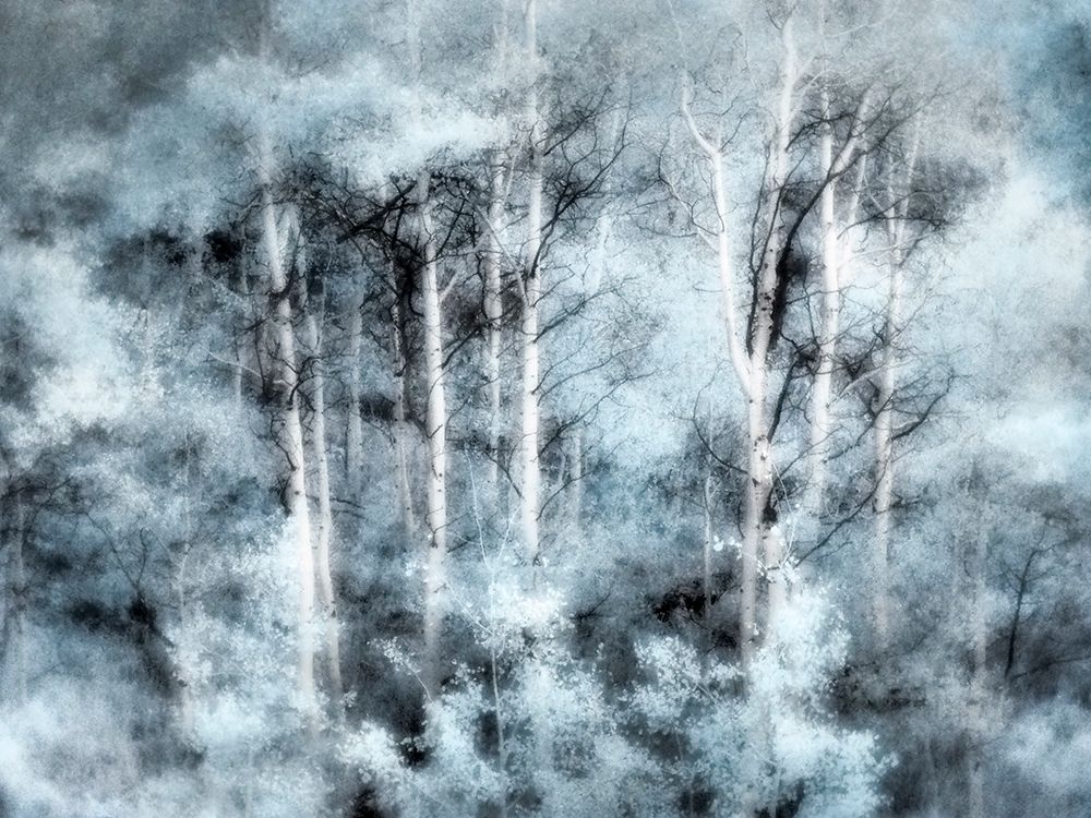 USA-Utah-Aspen Grove in infrared of the Logan Pass area art print by Terry Eggers for $57.95 CAD