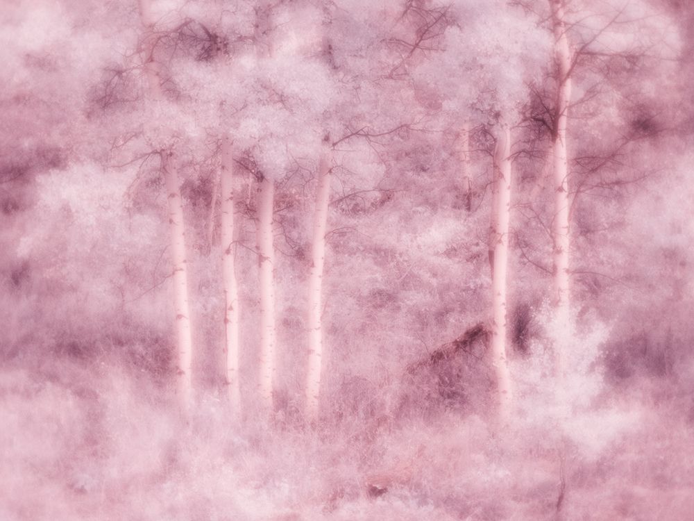 USA-Utah-Aspen Grove in infrared of the Logan Pass area art print by Terry Eggers for $57.95 CAD