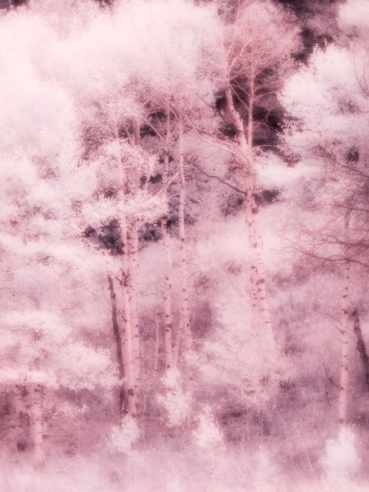 USA-Utah-Aspen Grove in infrared of the Logan Pass area art print by Terry Eggers for $57.95 CAD