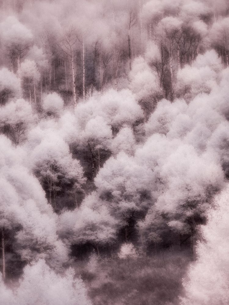 USA-Utah-Aspen Grove in infrared of the Logan Pass area art print by Terry Eggers for $57.95 CAD