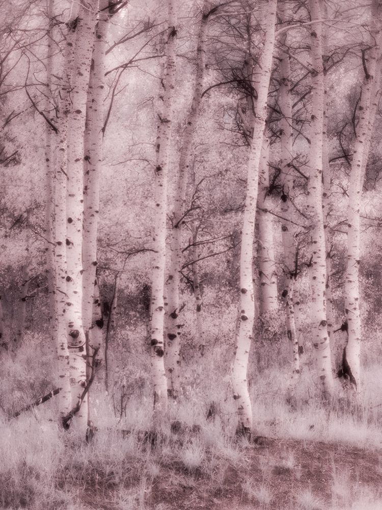 USA-Utah-Aspen Grove in infrared of the Logan Pass area art print by Terry Eggers for $57.95 CAD