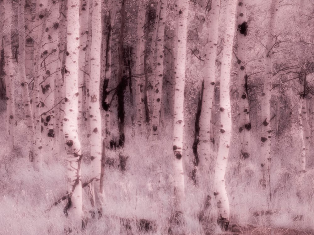 USA-Utah-Aspen Grove in infrared of the Logan Pass area art print by Terry Eggers for $57.95 CAD