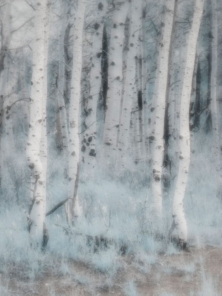 USA-Utah-Aspen Grove in infrared of the Logan Pass area art print by Terry Eggers for $57.95 CAD