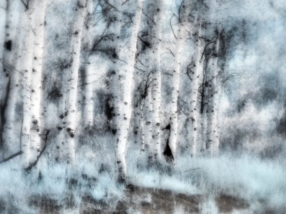 USA-Utah-Aspen Grove in infrared of the Logan Pass area art print by Terry Eggers for $57.95 CAD