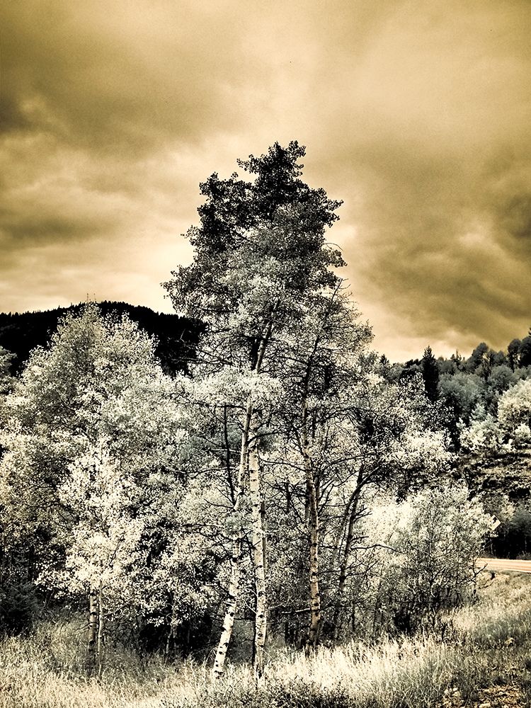 USA-Utah-Aspen Grove in infrared of the Logan Pass area art print by Terry Eggers for $57.95 CAD