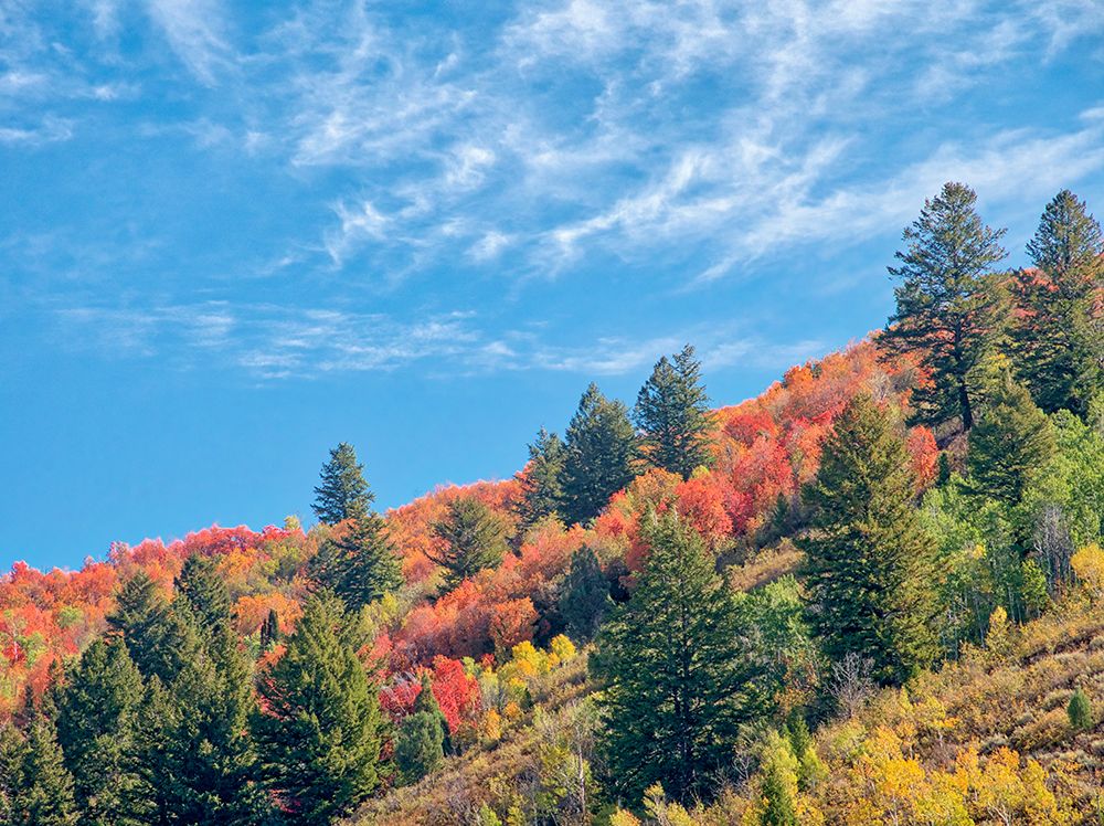 USA-Utah-Logan Pass Colorful autumn in Provo Pass art print by Terry Eggers for $57.95 CAD