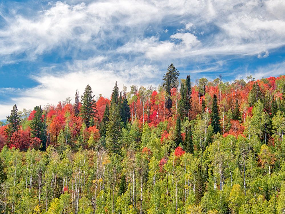 USA-Utah-Logan Pass Colorful autumn in Provo Pass art print by Terry Eggers for $57.95 CAD