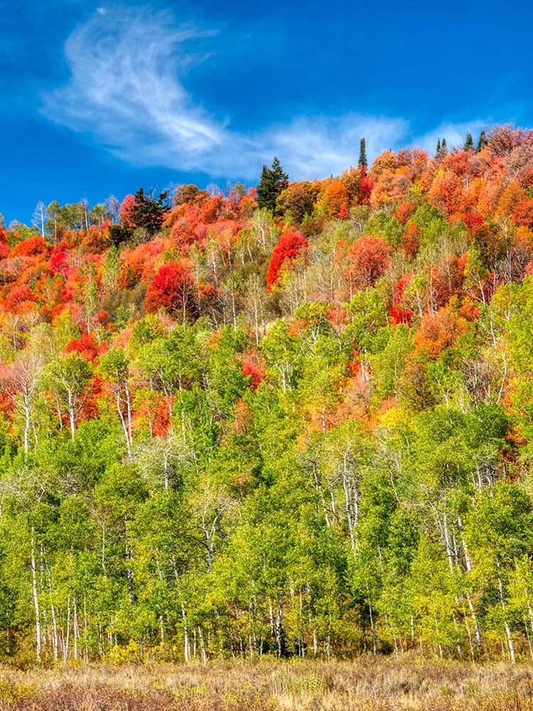 USA-Utah-Logan Pass Colorful autumn in Provo Pass art print by Terry Eggers for $57.95 CAD